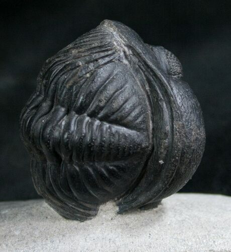 Large Enrolled Phacops Trilobite In Matrix #7884